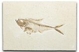 Detailed Fossil Fish (Diplomystus) - Wyoming #346049-1